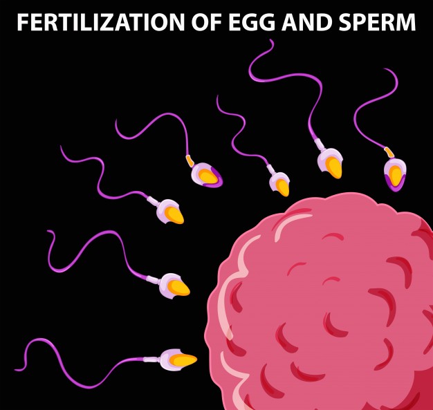 Epiphany recomended egg Sperm penetrating