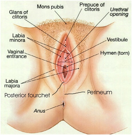 Clitoris anatomy video