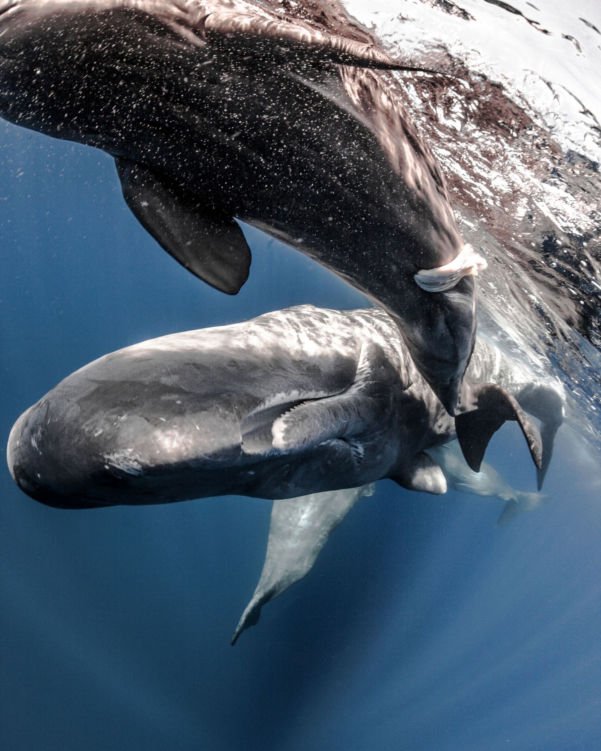 best of Vs whale sperm whale Killer