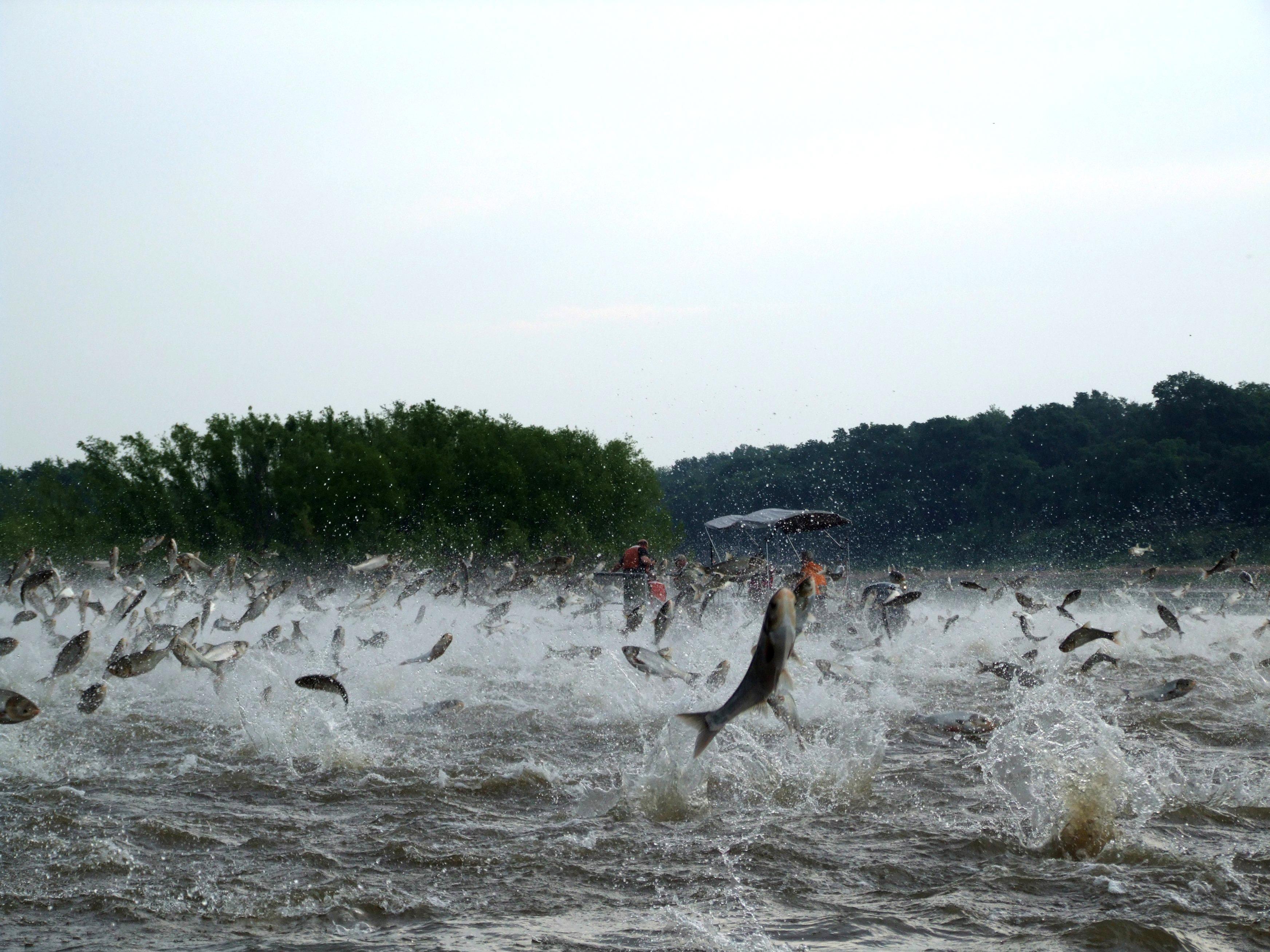 Tornado reccomend Asian carp threat to great lakes