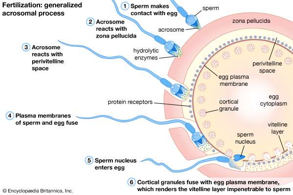 best of Egg Sperm penetrating