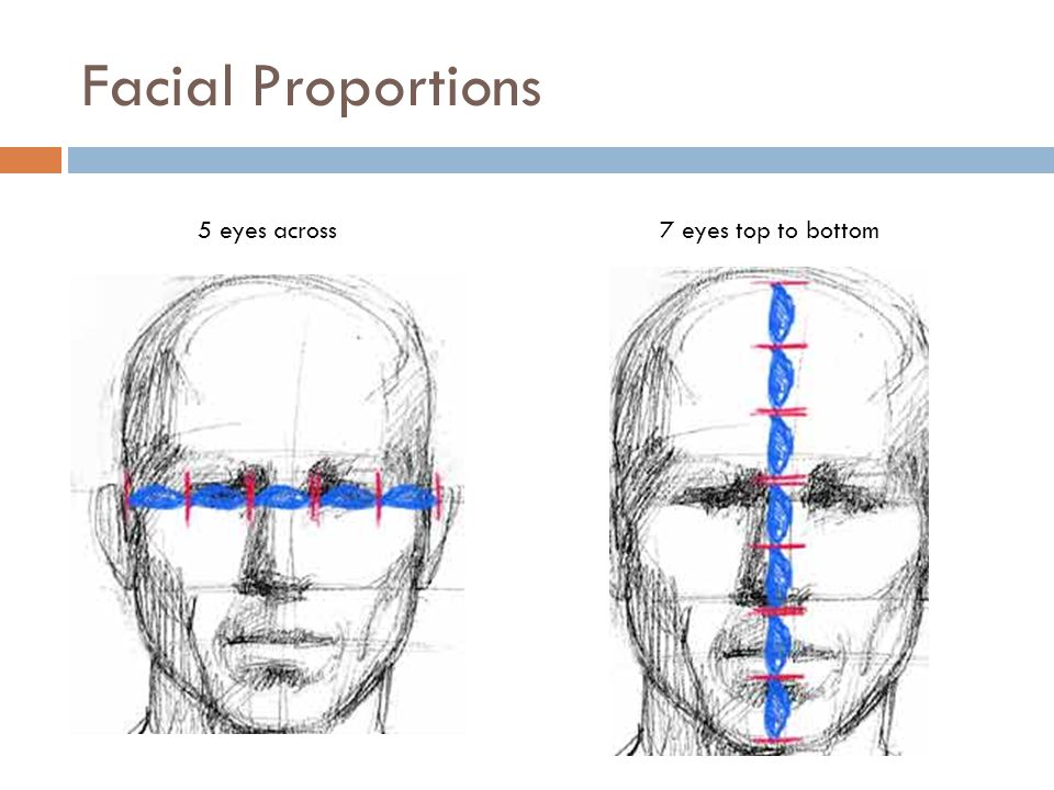 Human facial proportions
