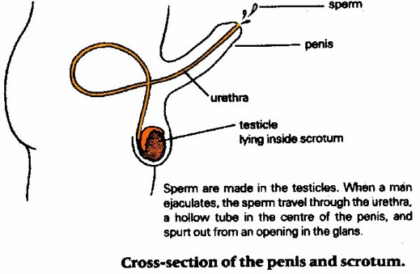 Sperm travel through Pathway of sperm