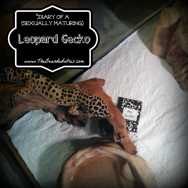 Earnie reccomend Leopard gecko funny