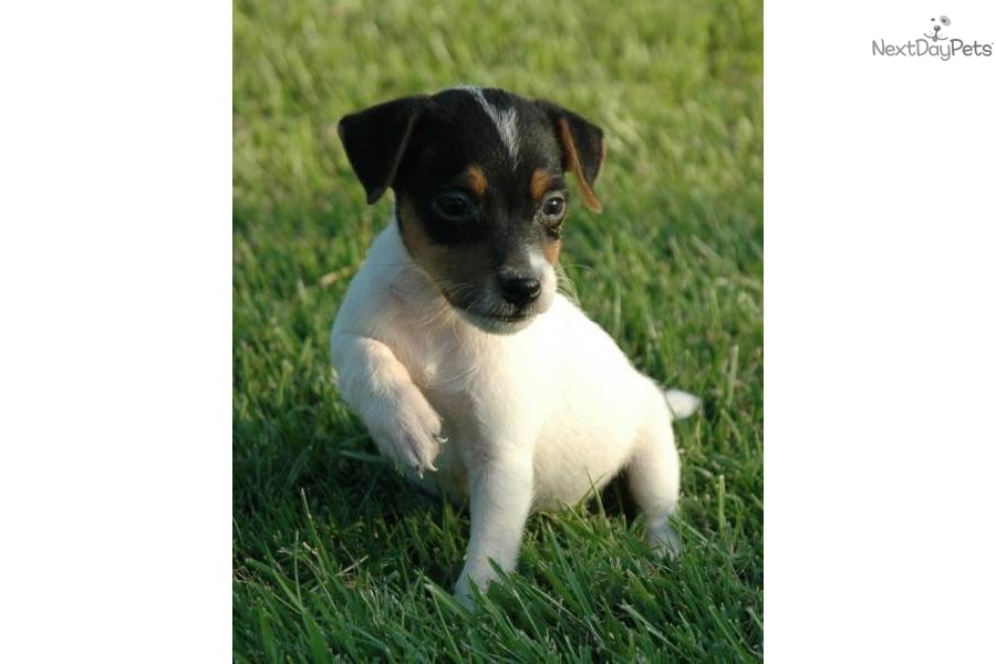 Jack russell adult