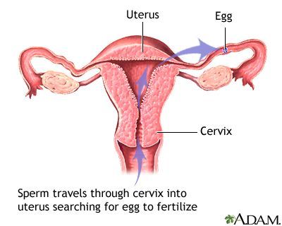 Sperm travel through Pathway of sperm