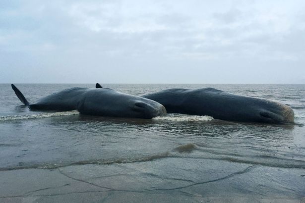 Belt reccomend Stranded sperm whale