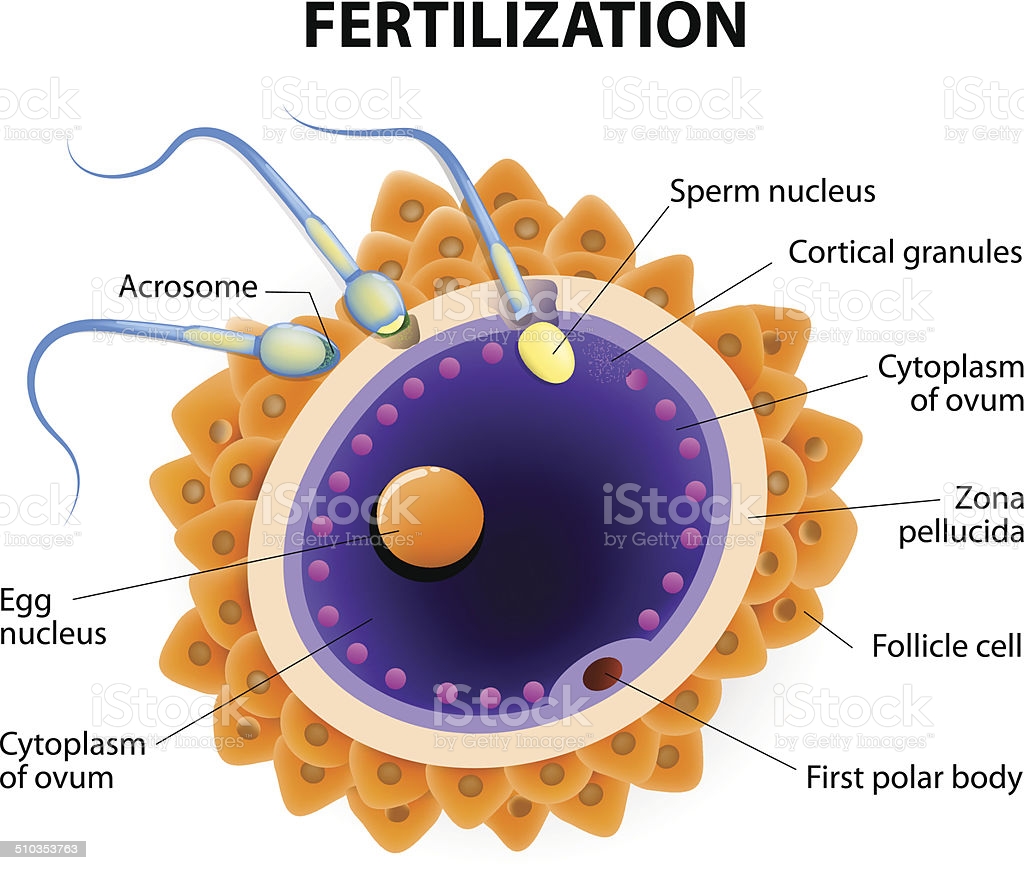 Sperm penetrating egg