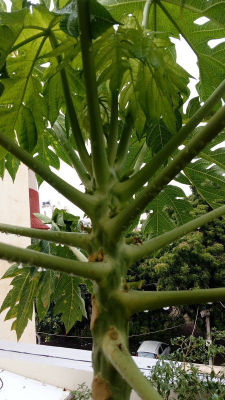 Countess reccomend Bisexual female fruit papaya plant shape