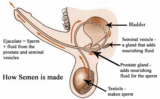 Twisty reccomend How is sperm made