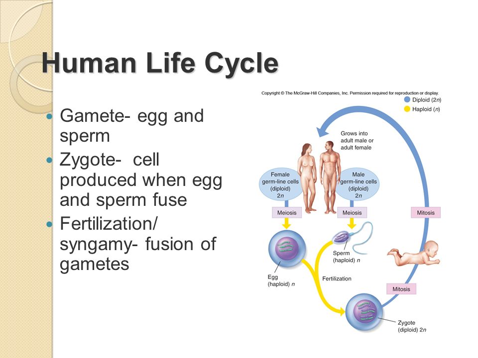 best of Sperm lifecycle Human