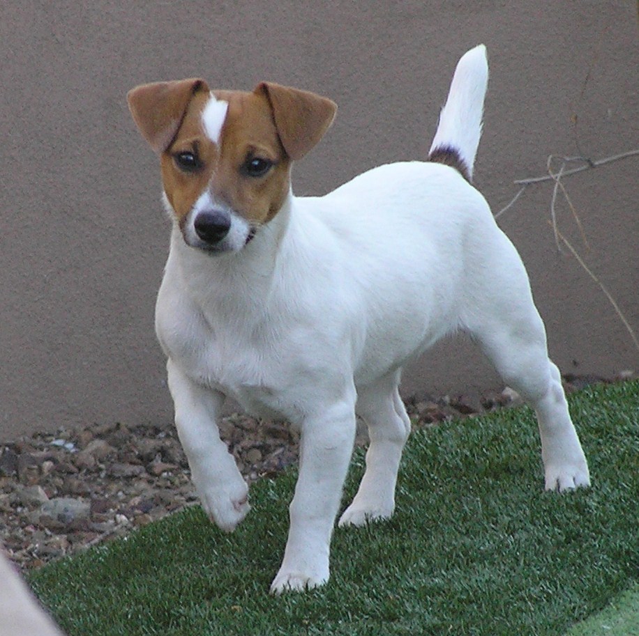best of Adult Jack russell