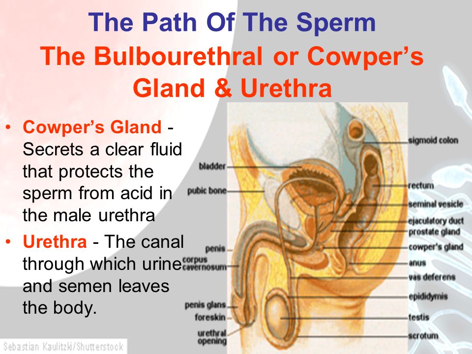 best of Sperm Pathway of through Sperm travel