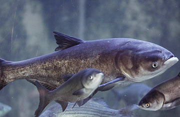 Hot C. reccomend Asian carp threat to great lakes