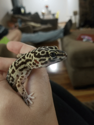 Leopard gecko funny