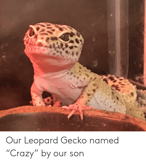 best of Gecko funny Leopard