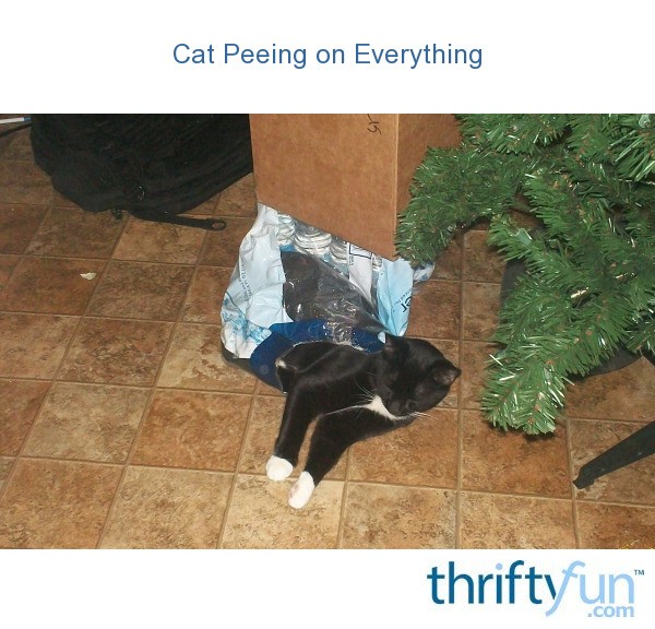 best of Floor Neatured on cats peeing