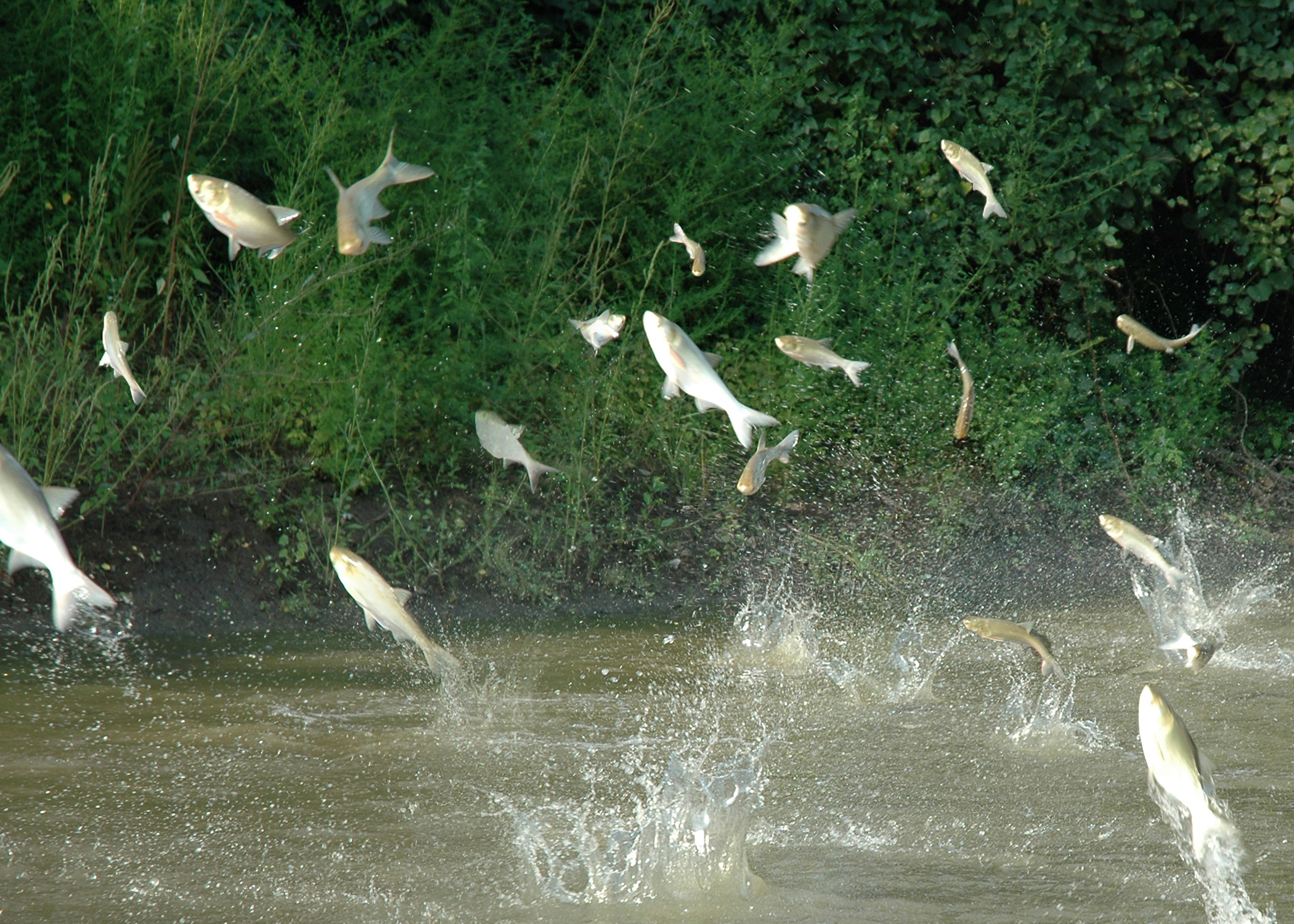 Ezzie reccomend Asian carp mississippi electric water