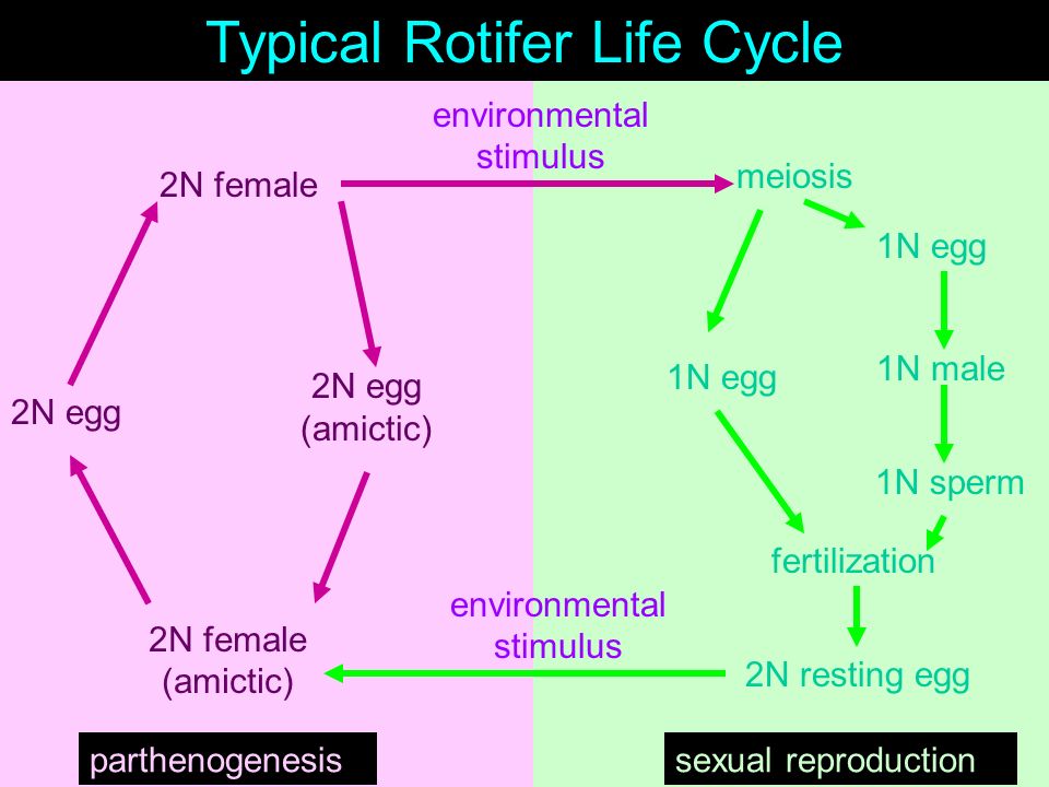 Atomic reccomend Human sperm lifecycle