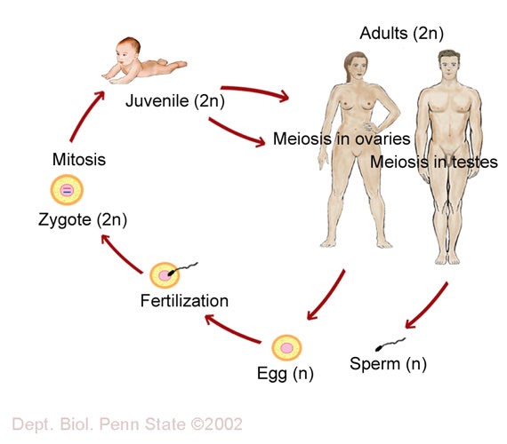Human sperm lifecycle