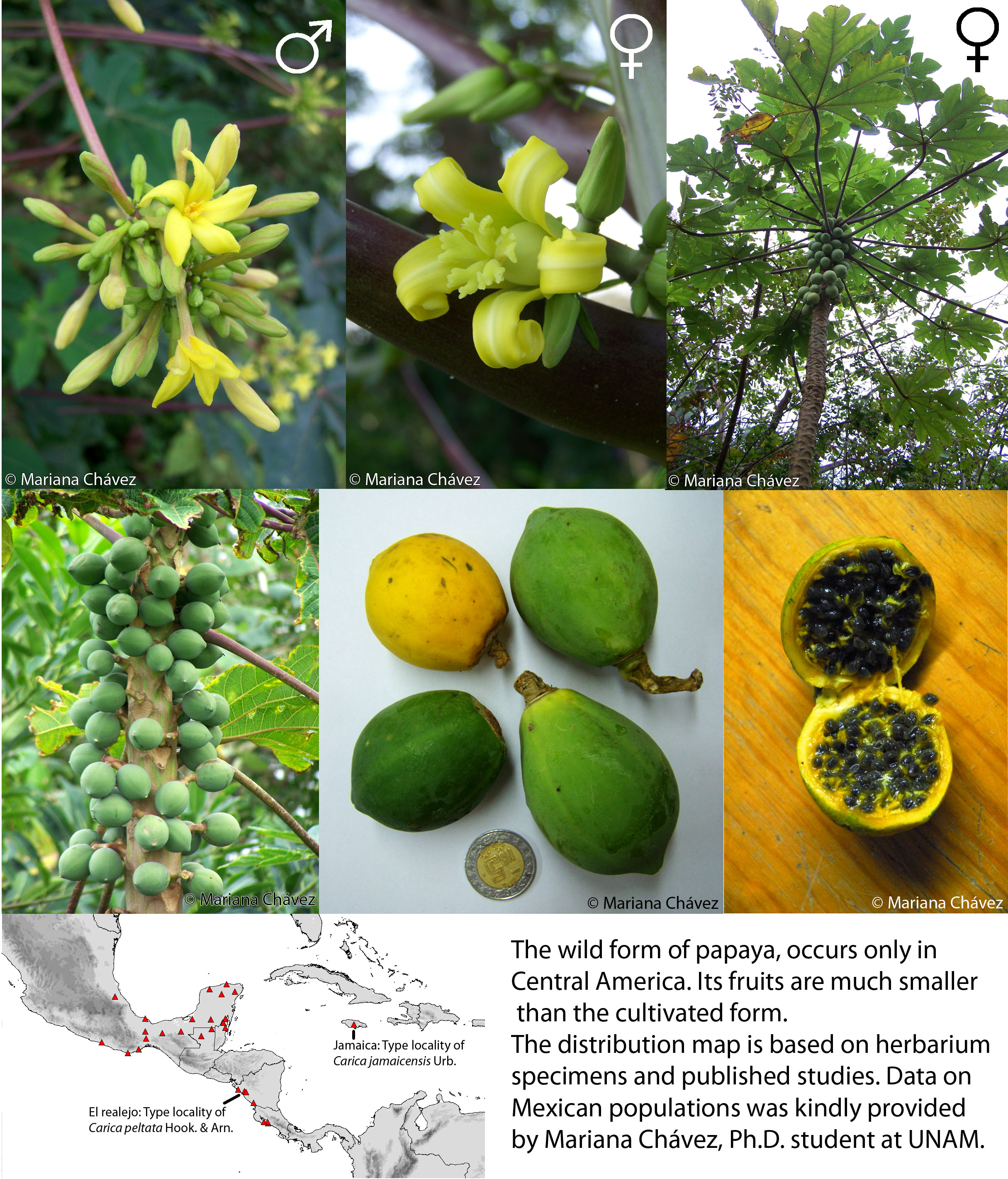 best of Plant Bisexual papaya shape fruit female