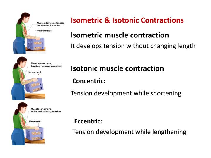 best of Muscle isotonic Contraction facial