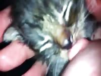 Blitz reccomend Cats that lick
