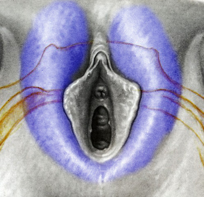 best of Vulva transfer to Autologous fat