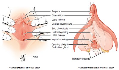 Human anatomy orgasm