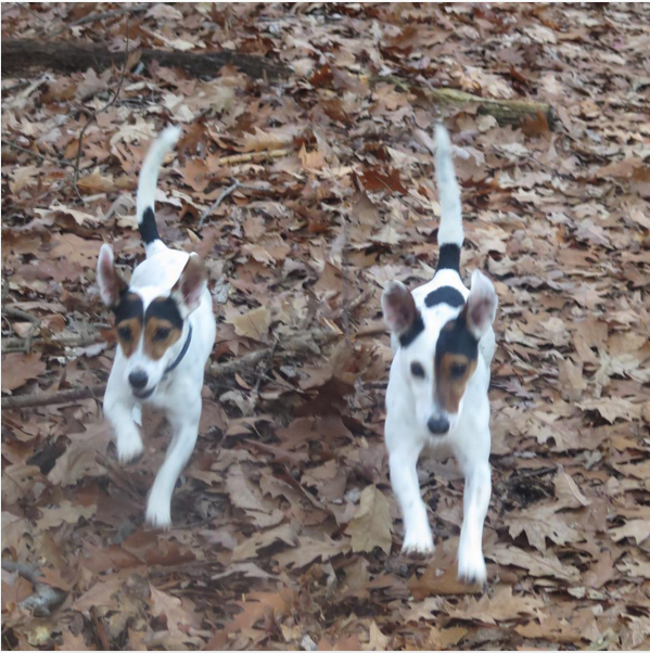 Jack russell adult