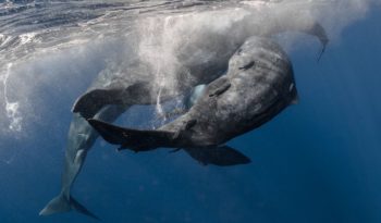 best of Vs whale sperm whale Killer