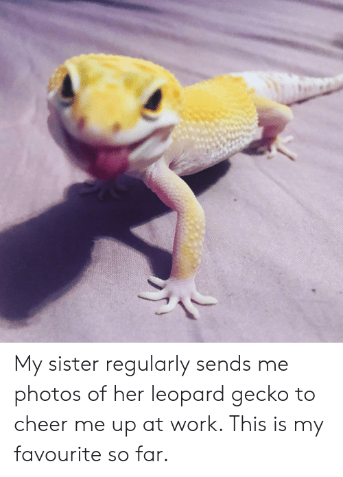 Doppler reccomend Leopard gecko funny