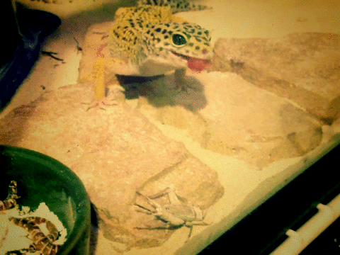 best of Gecko funny Leopard