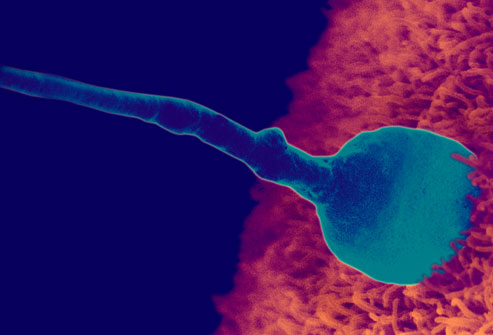 Sperm penetrating egg