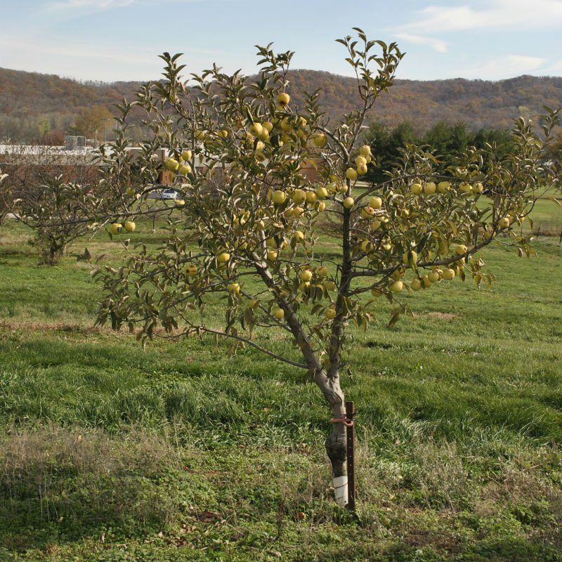 best of Tree size mature smith Granny apple