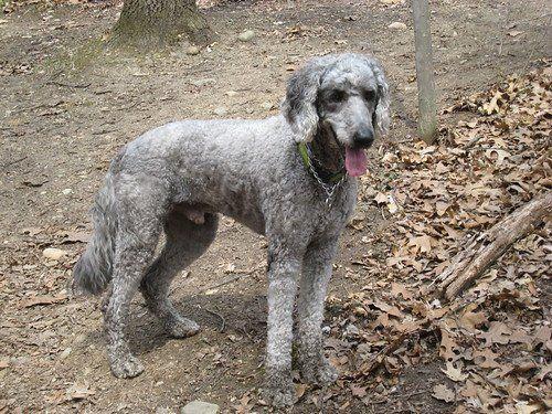 best of Picture Shaved labradoodle