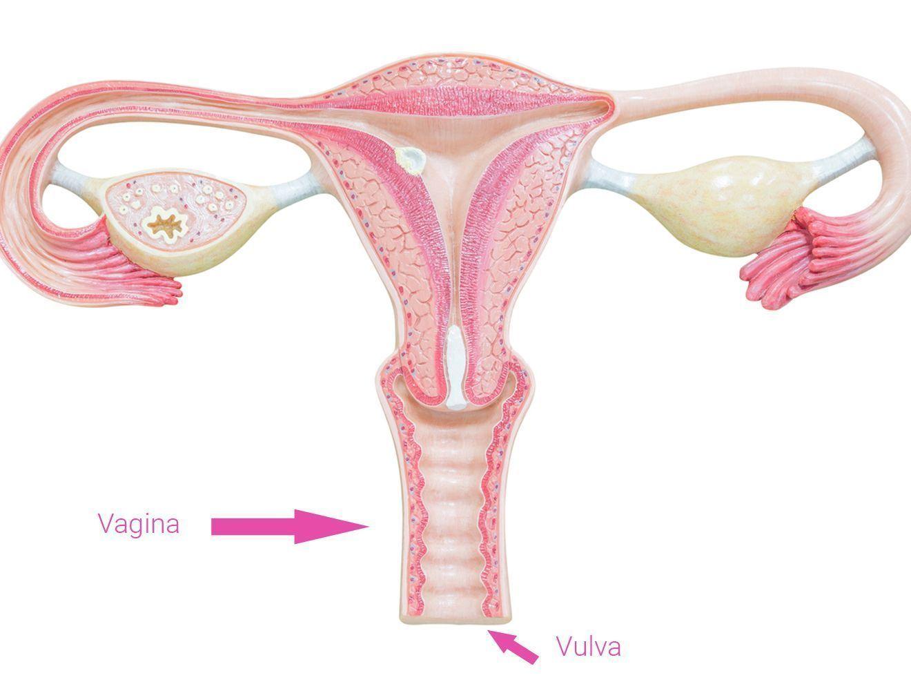 best of Scheide bilder vulva Vagina