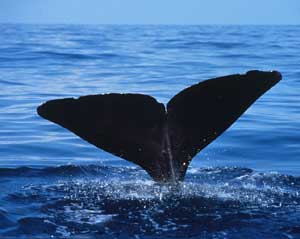 best of Wikipedia Sperm whale