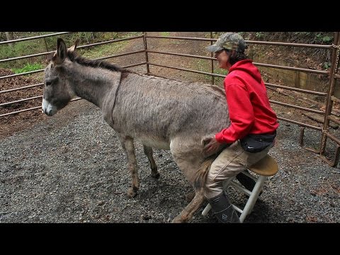 Girl gets boned by donkey