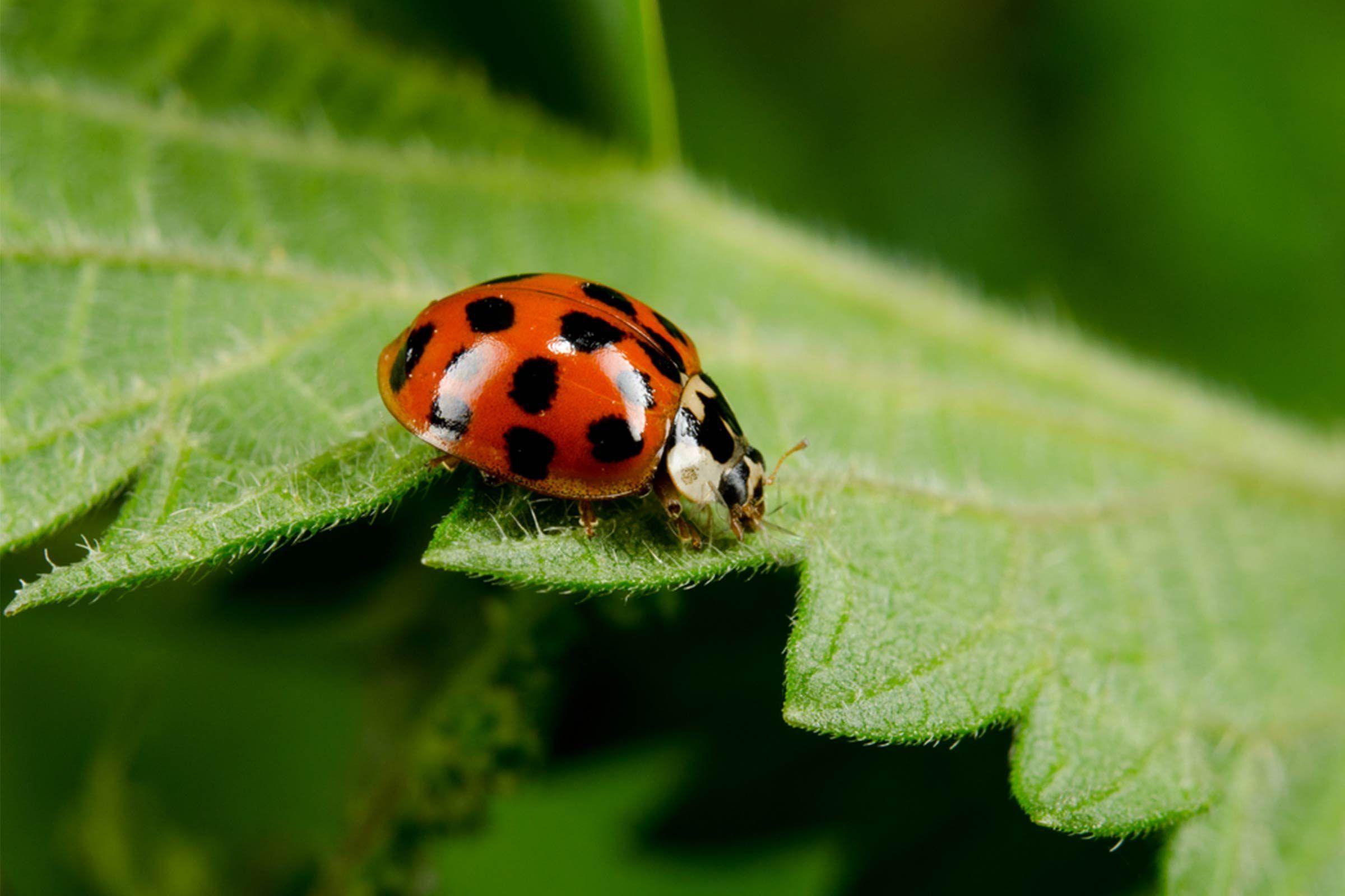 Asian ladybug recipes from around the world