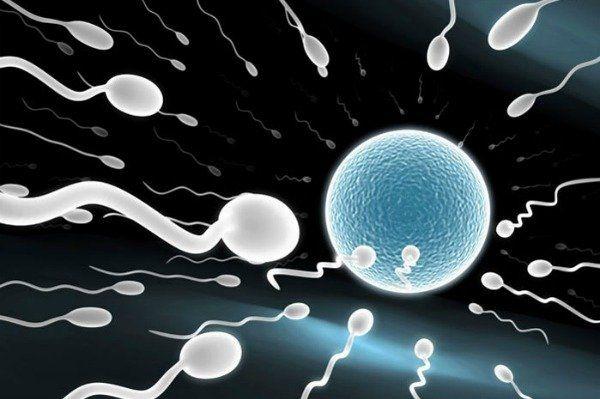 Sperm and egg are alive
