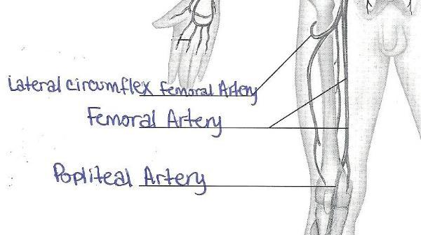 best of Exercise Anatomy and 32 physiology