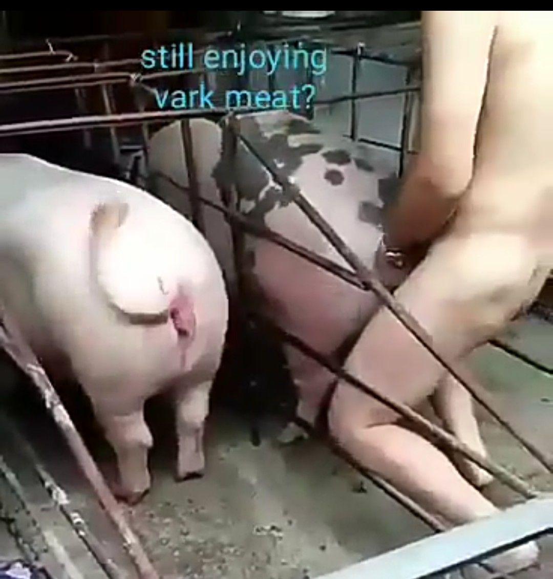People having sex with a pig