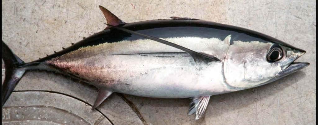 Different types of tuna