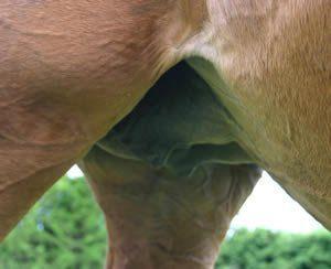 best of Vulva Pregnant protruding mare