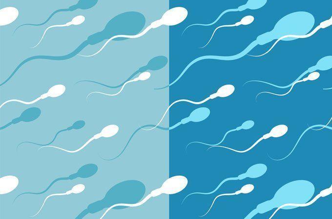 Facts human sperm