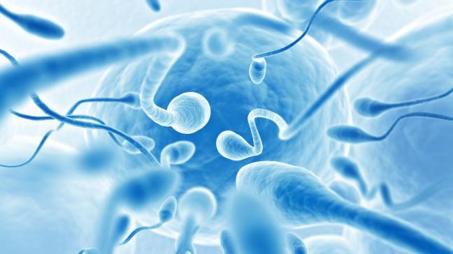Sperm and fertility