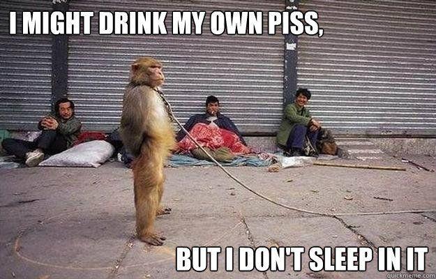 Queen reccomend Monkey drinks piss