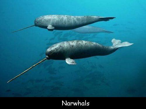 What do narwhals do for fun