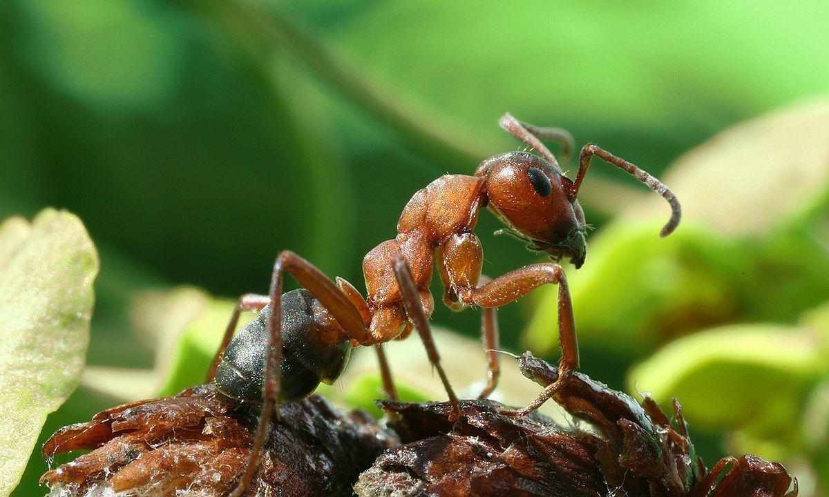best of Ant Origins of piss